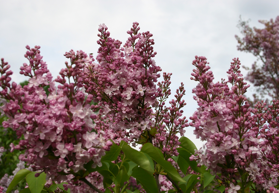 ''Zemchuzhina'' Syringa vulgaris